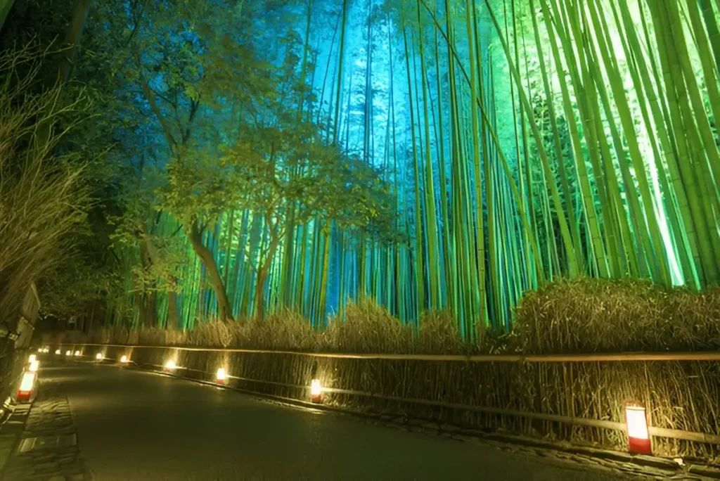 Arashiyama Bamboo Grove at Night,Seasonal Illuminations