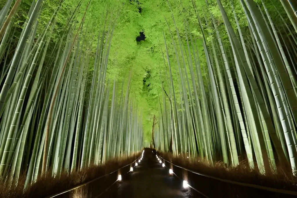 Arashiyama Bamboo Grove at Night,The bamboo forest of Kyoto, Japan