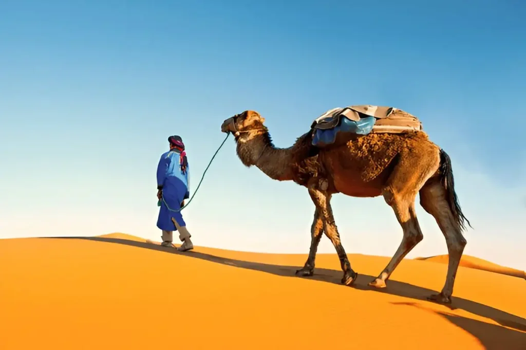 Camel caravan going through the sand dunes in the Sahara Desert. Morocco, Africa