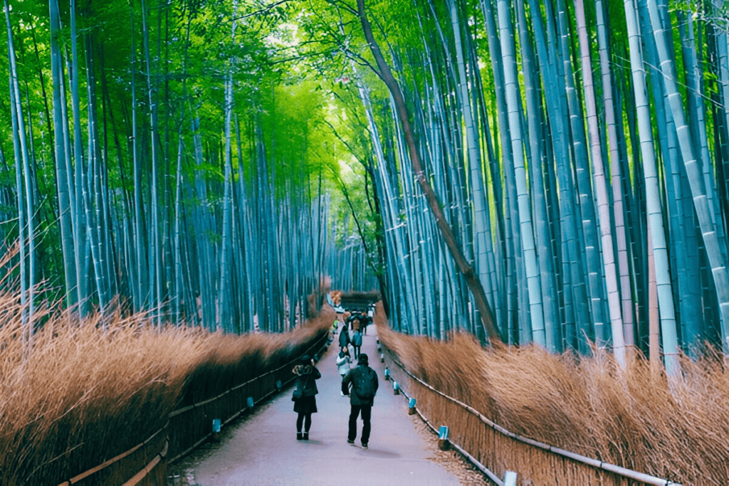 Arashiyama Bamboo Grove at Night,famous Arashiyama bamboo grove