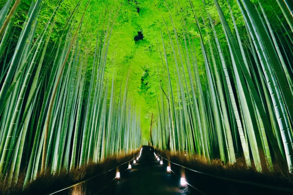 Ambience of Arashiyama Bamboo Grove at Night