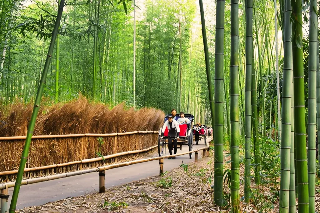 Arashiyama bamboo grove at night, tourists riding a traditional rickshaw filled with passengers passing the path